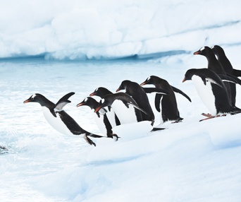 Image du film Antarctique : aux confins du monde
