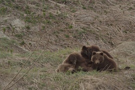 Une scène du film Terre des ours