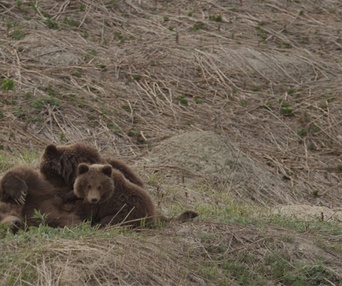 Une scène du film Terre des ours
