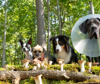 Une scène du film Strays