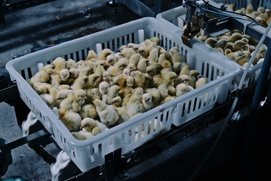 Une scène du film Poisoned: The Dirty Truth About Your Food