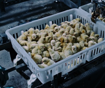 Une scène du film Poisoned: The Dirty Truth About Your Food