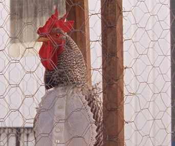 Une scène du film Arabian Nights: Volume 1 - The Restless One