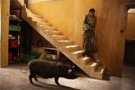 Une scène du film Le cochon de Gaza Une scène du film Le cochon de Gaza