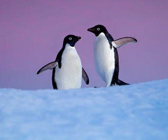 Une scène du film Penguins