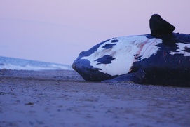 Une scène du film Last of the Right Whales Une scène du film Last of the Right Whales
