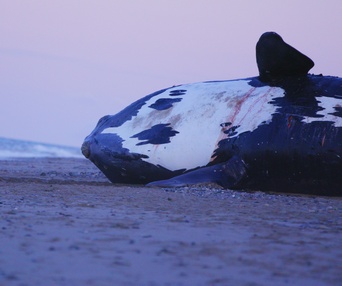 Une scène du film Last of the Right Whales