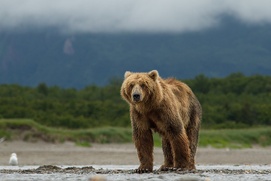 Une scène du film Bears
