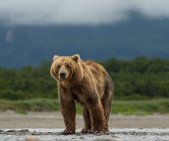 Une scène du film Bears