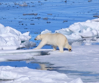 Une scène du film To the Arctic 3D