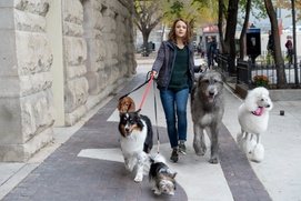 Une scène du film A Dog's Journey