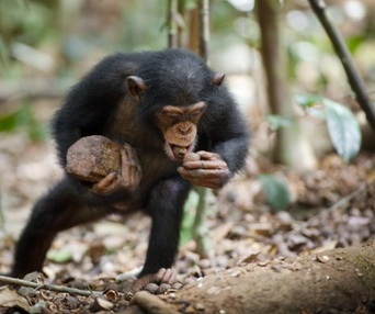Une scène du film Chimpanzee