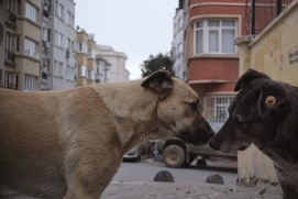 Une scène du film Stray