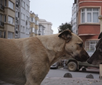 Une scène du film Stray