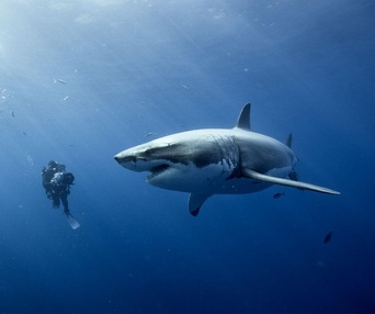 Scène du film Oceans