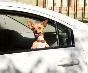 Scène du film Beverly Hills Chihuahua