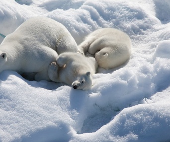 Une scène du film To the Arctic 3D