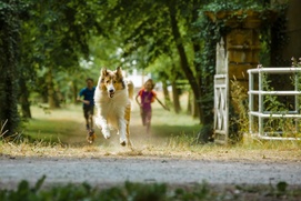 Une scène du film Lassie - La route de l'aventure Une scène du film Lassie - La route de l'aventure