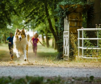 Une scène du film Lassie - La route de l'aventure