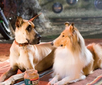 Une scène du film Marmaduke