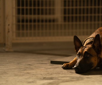 Une scène du film Dog