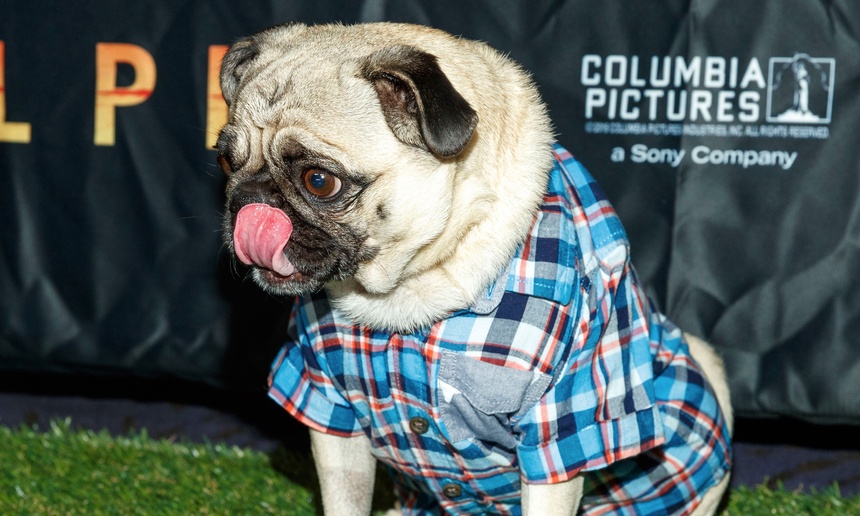 Les cinéphiles étaient accompagnés par leur chien à la première d'Alpha à Los Angeles