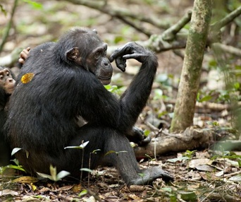 Une scène du film Chimpanzee
