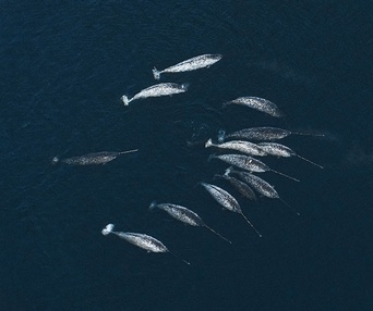 Une scène du film Oceans