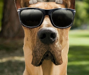 Une scène du film Marmaduke