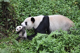 Une scène du film Pandas 3D