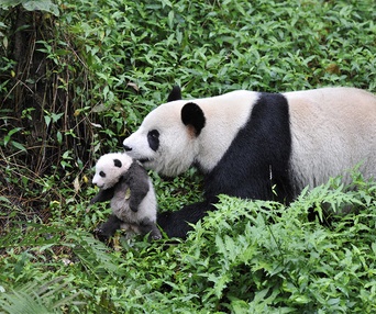 Une scène du film Pandas 3D