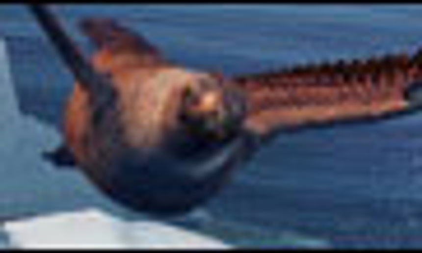 Box-office nord-américain : Happy Feet ne bronche pas
