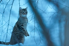 Une scène du film Mon chat et moi, la grande aventure de Rroû Une scène du film Mon chat et moi, la grande aventure de Rroû