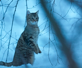 Une scène du film Mon chat et moi, la grande aventure de Rroû