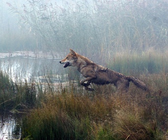 Une scène du film Wolf Totem