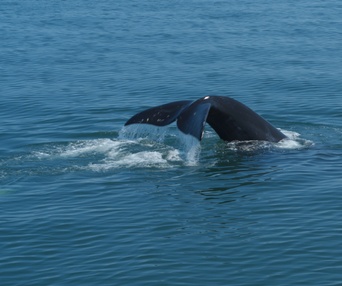 Une scène du film Last of the Right Whales
