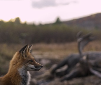 Image du film Festin boréal