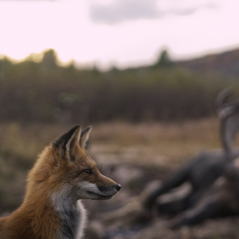 Image du film Festin boréal
