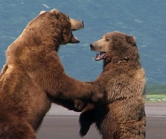 Scène du film Grizzly Man