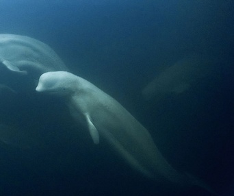 Une scène du film Oceans