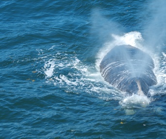 Une scène du film Last of the Right Whales