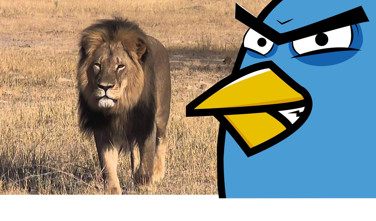 La twittosphère s'enflamme pour Cecil le lion