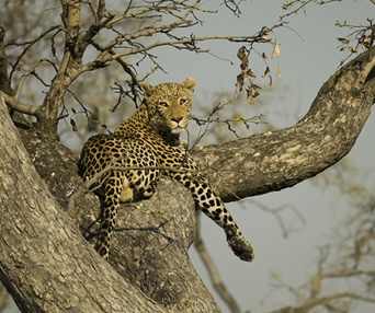 Image du film Les aventuriers voyageurs - Botswana-Namibie : de la brousse au désert