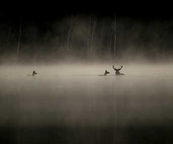 Image du film Le chant des forêts