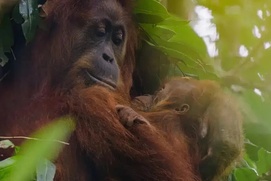 Image du film Orangutan