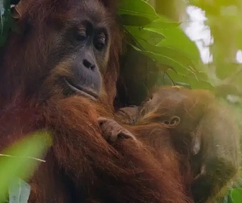 Image du film Orangutan