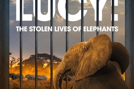Lucy: The Stolen Lives of Elephants