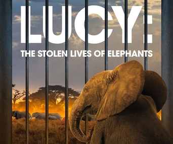 Lucy: The Stolen Lives of Elephants