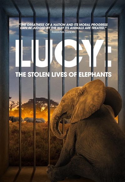 Lucy: The Stolen Lives of Elephants