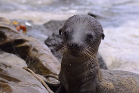 Image du film Sea Lions of the Galápagos Image du film Sea Lions of the Galápagos
